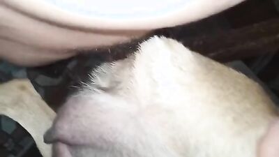 Animal porno: girl two dog