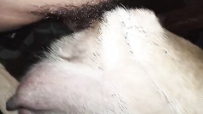 Animal porno: girl two dog