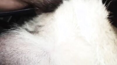 Animal porno: girl two dog