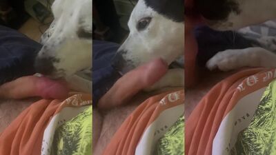 Animal porno: skyrim bestiality porn