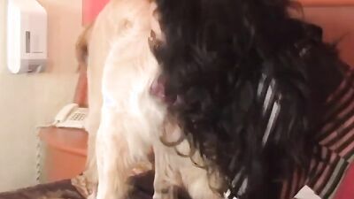 Bestiality video: vintage zoo porn