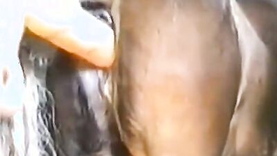 Dog gay porn: extreme dog porn