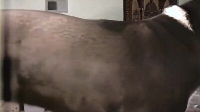 Bestiality porn: porn hentai bestiality