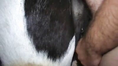 Animal zoo sex: zoo xxx dog and girls 2026