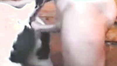 1 girl 5 dog: hot videos av4 3d zoo