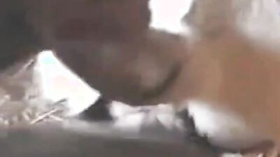 1 girl 5 dog: hot videos av4 3d zoo
