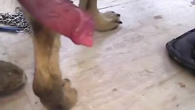 Dog sex: zoo mom video