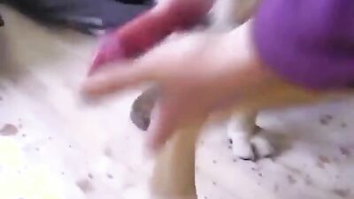 Dog sex: zoo mom video