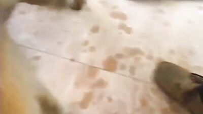 Dog sex: zoo mom video