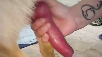Dog sex: zoo mom video