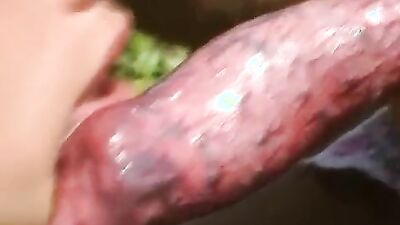 Dog sex porno: deer zoo porn