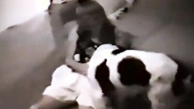 Animal sex: animal sex fan