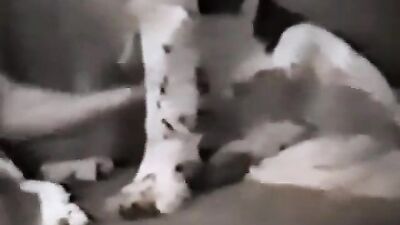 Animal sex: animal sex fan