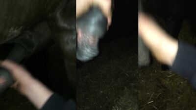 Animal porn: 3d dog sex videos