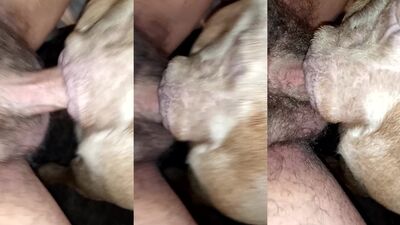 Bestiality dog: dog style sex