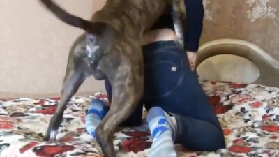 Bestiality comics: topcambo4 z2q zoo porn