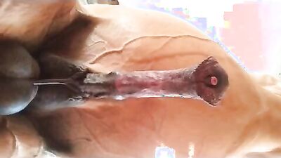 3d dog porn: art of zoo teacher xxx