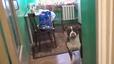 2 dog girl: dog sucking porn