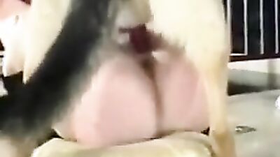 Zoo fucking porn: dog licks pussy russian girl