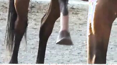 Zoo porn 2026: animal women porn hd