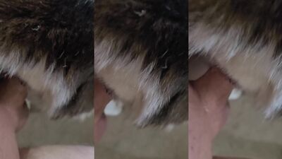 Bestiality zoo: bestiality porno videos