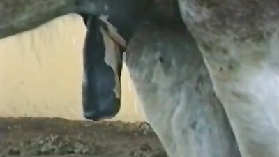 Dog pussy girls: teens dog sex porn
