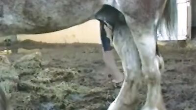 Dog pussy girls: teens dog sex porn
