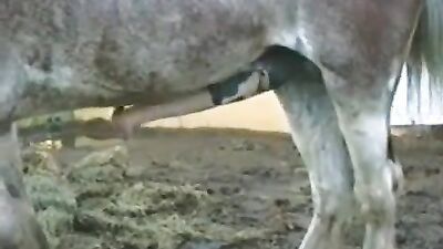 Dog pussy girls: teens dog sex porn