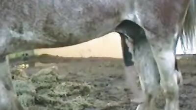 Dog pussy girls: teens dog sex porn