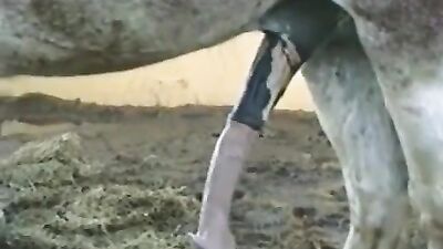 Dog pussy girls: teens dog sex porn
