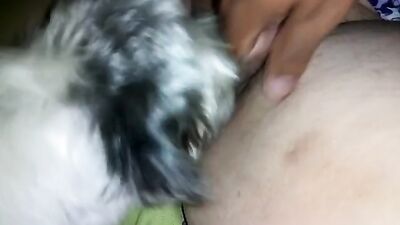 Zoophilia porn: glamur girl webka dog shoym video
