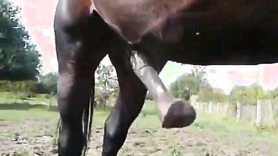 Dog fuck porn: zoo sex 4k