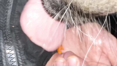 Sex animal's: bestiality sex xxx
