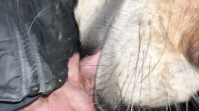 Sex animal's: bestiality sex xxx