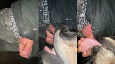Teen dog sex: porn dog out