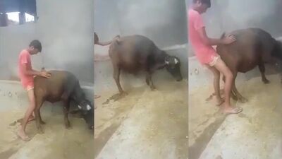 Dog girl anal: russ zoo porn