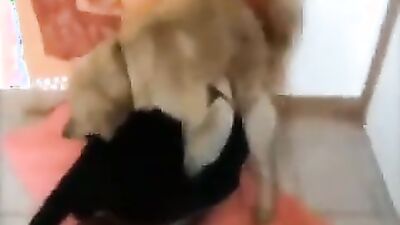 Dog licking girl: male dog zoophilia