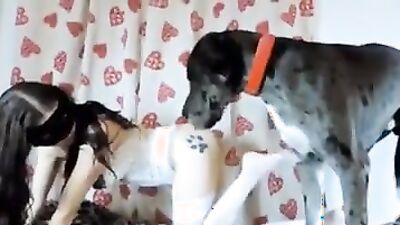 Zoophilia porno: sexy dogs porn
