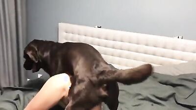 3d bestiality: dog sex home alone