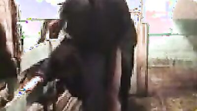 Zoo dog porn: first time dog sex