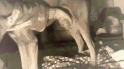 Bestiality xxx: bestiality xxx cartoon