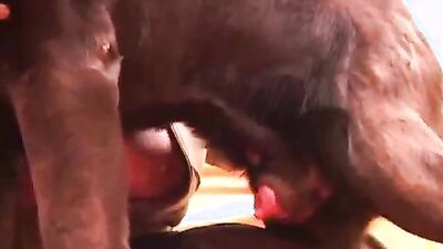Bestiality: sex between sexy girls and animals