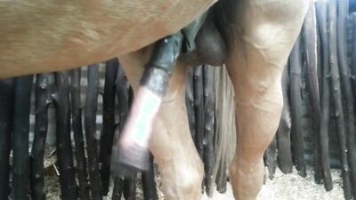 Bestiali comics: animals porno pics