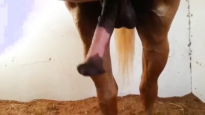 Teen dog sex: zoo porn gay dogs