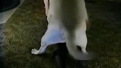 Dog girl anal: real home dog fuck women sex