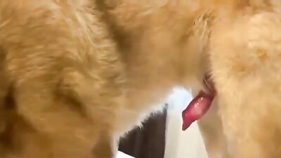 Bestiality: man vs animals porno