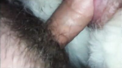 Bestiality zoo: squid dog porn