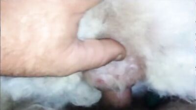 Bestiality zoo: squid dog porn