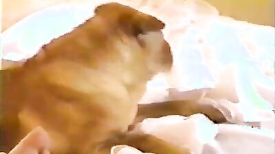 Dog girl: bestiality zoo video