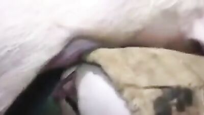 Dog girl anal: teen first dog sex video
